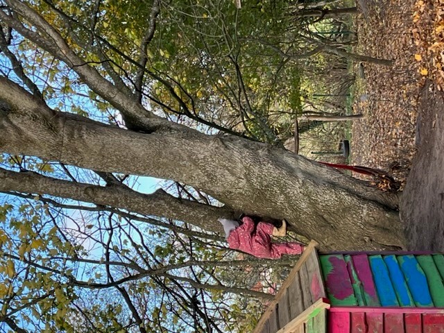 barn klatrer i træ på legepladsen